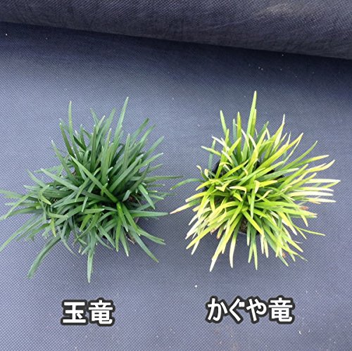 Amazon.co.jp: かぐや竜(カグヤリュウ)ポット 120ポット（40